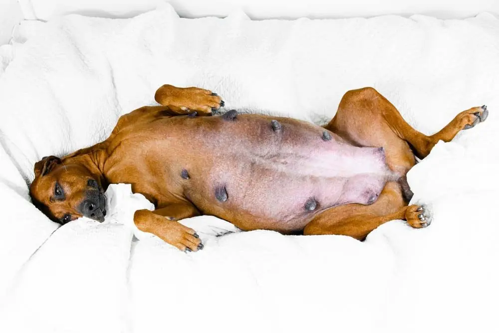 Canina incinta nelle prime settimane