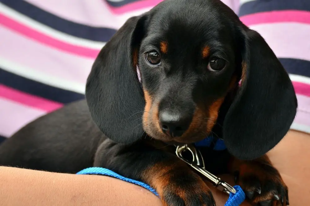 Carácter y temperamento