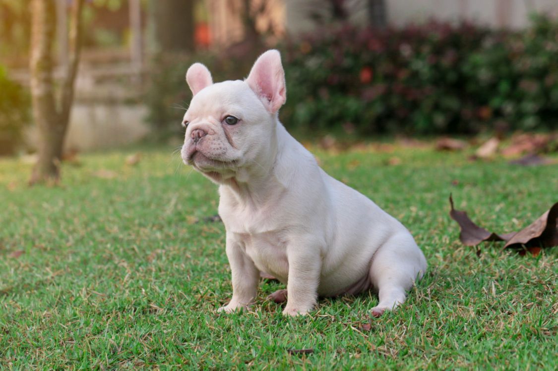 Caracteristicas unicas que definen al Bulldog Frances Blanco
