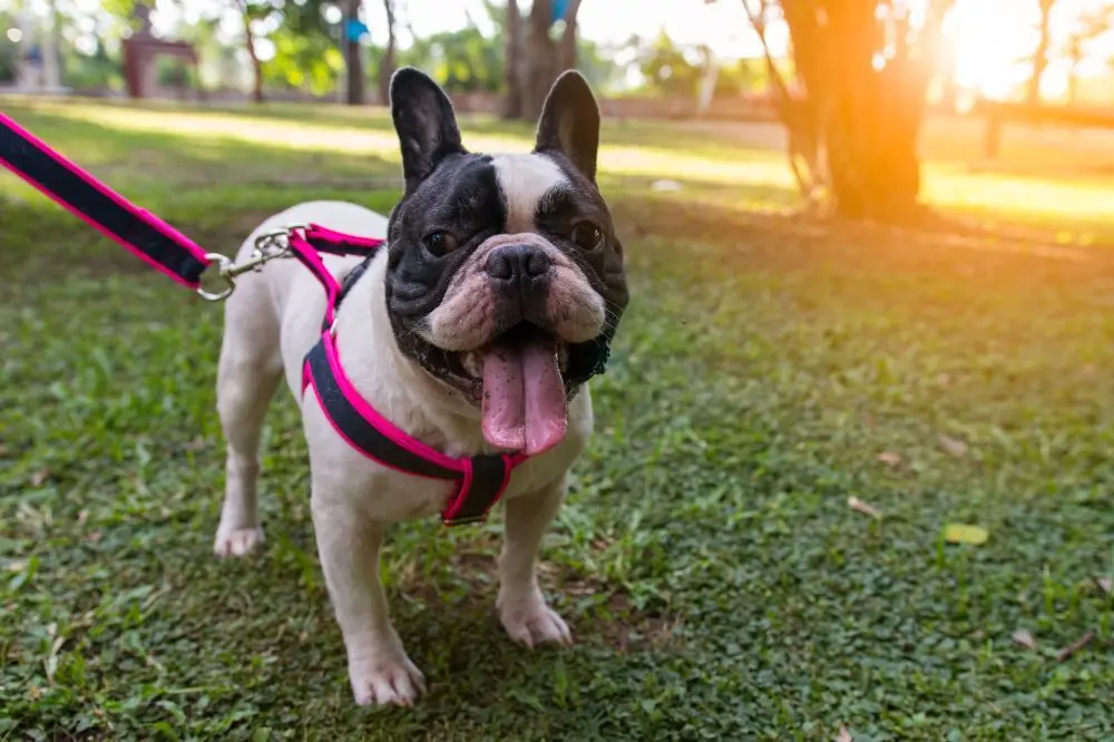 Caracteristicas únicas que definen al Bulldog Frances blanco y negro 
