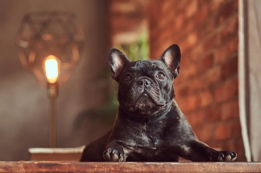 Caracteristicas unicas que definen al Bulldog Frances negro