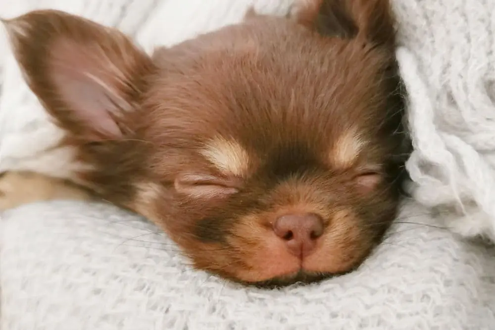 Caracteristicas unicas que definen al chihuahua miniatura o toy