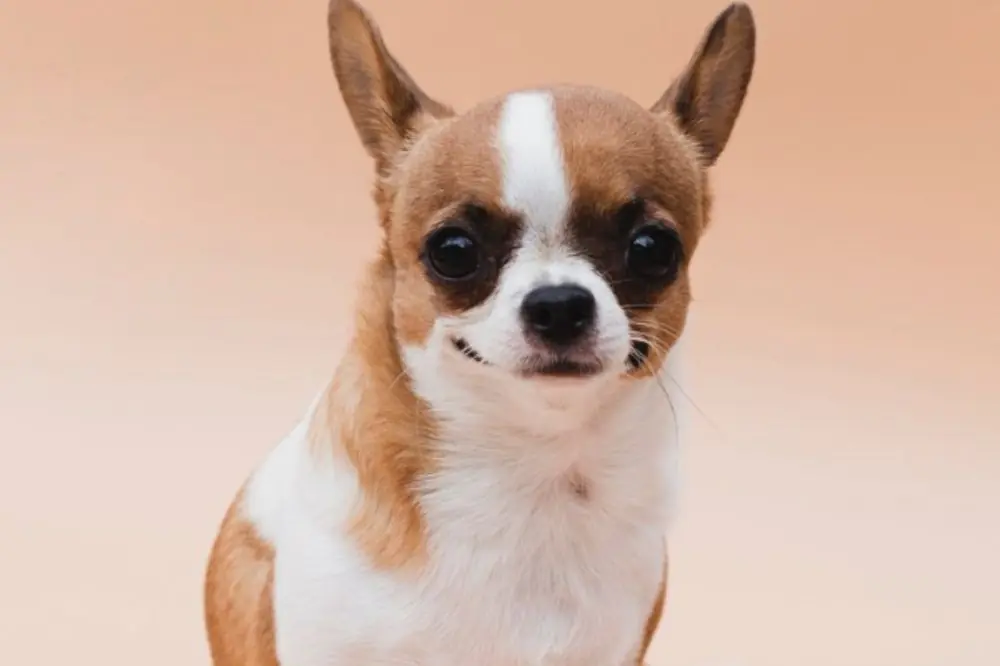 Chihuahua de pelo corto: origen, características y cuidados