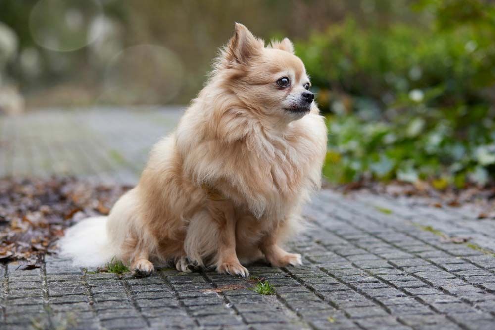 Chihuahua pelo largo