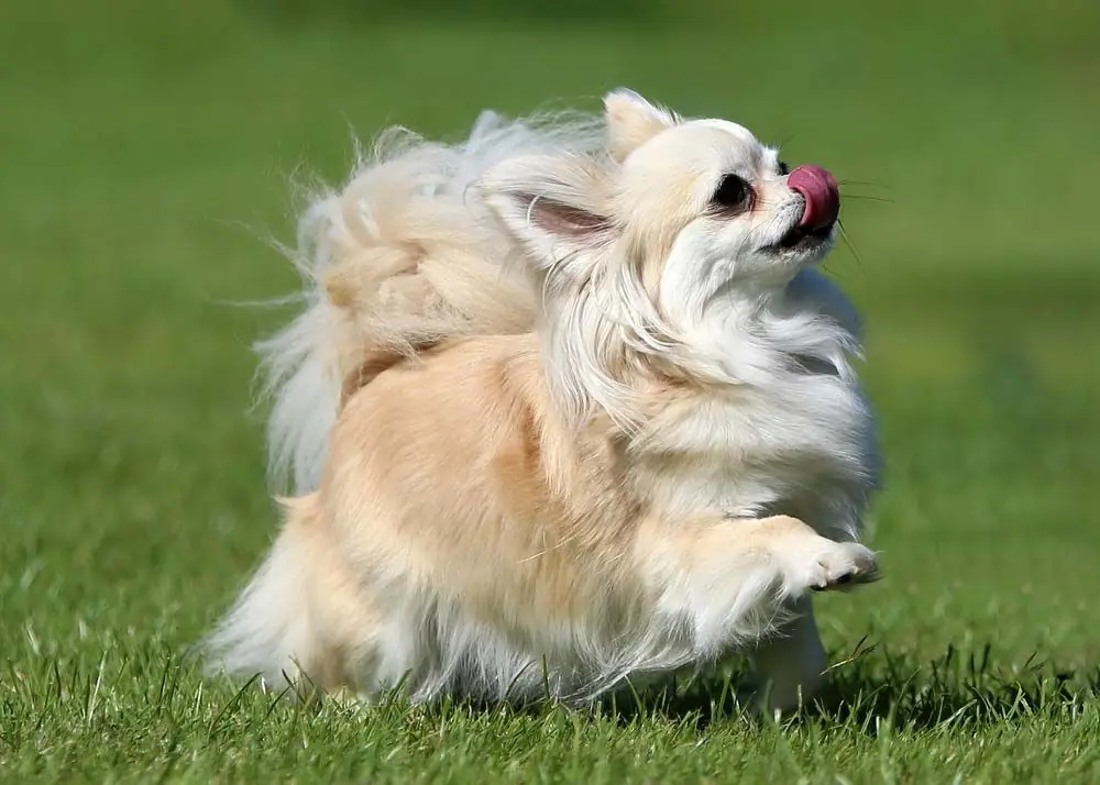 Chihuahua pelo largo