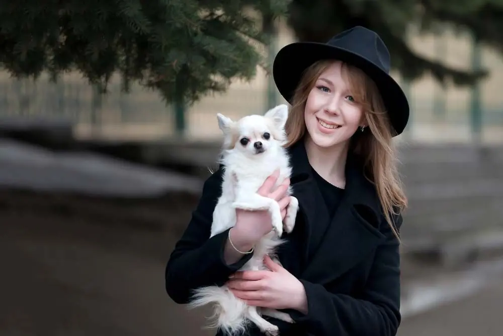 Chihuahua pelo largo