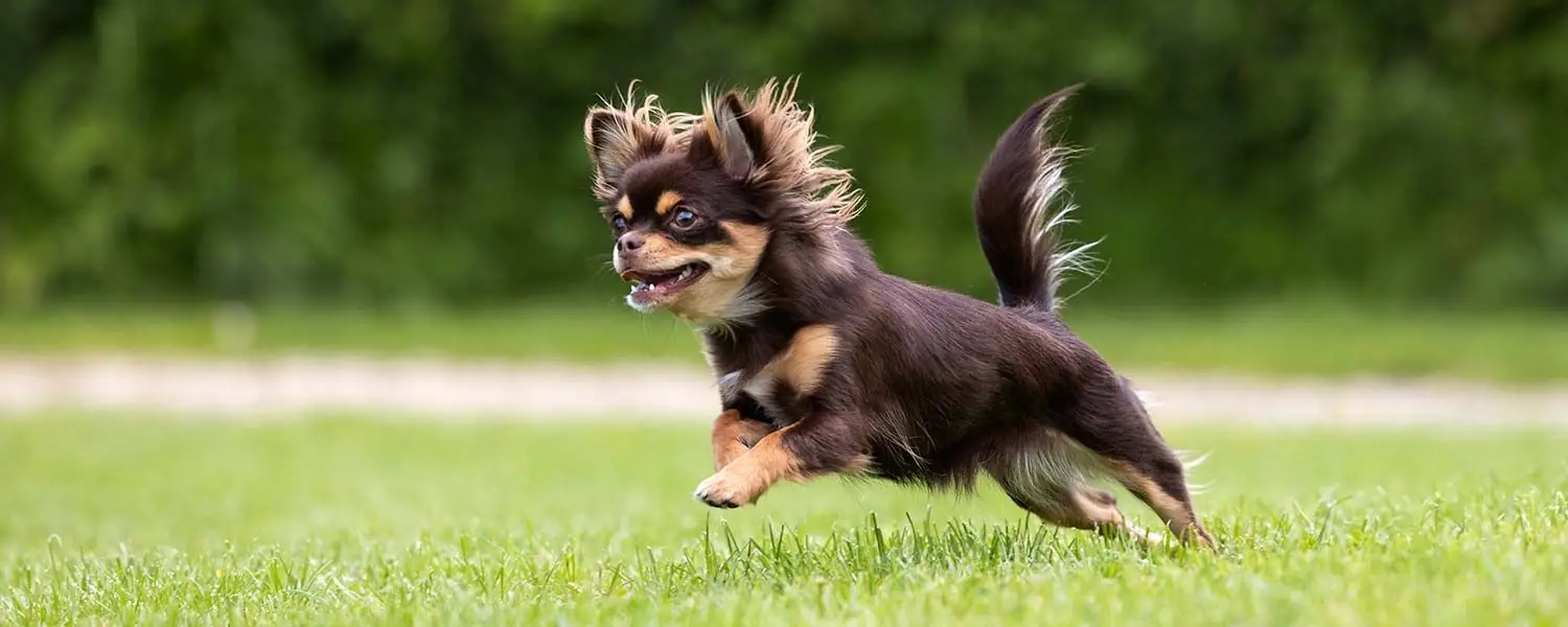 Chihuahua de Pelo Largo 