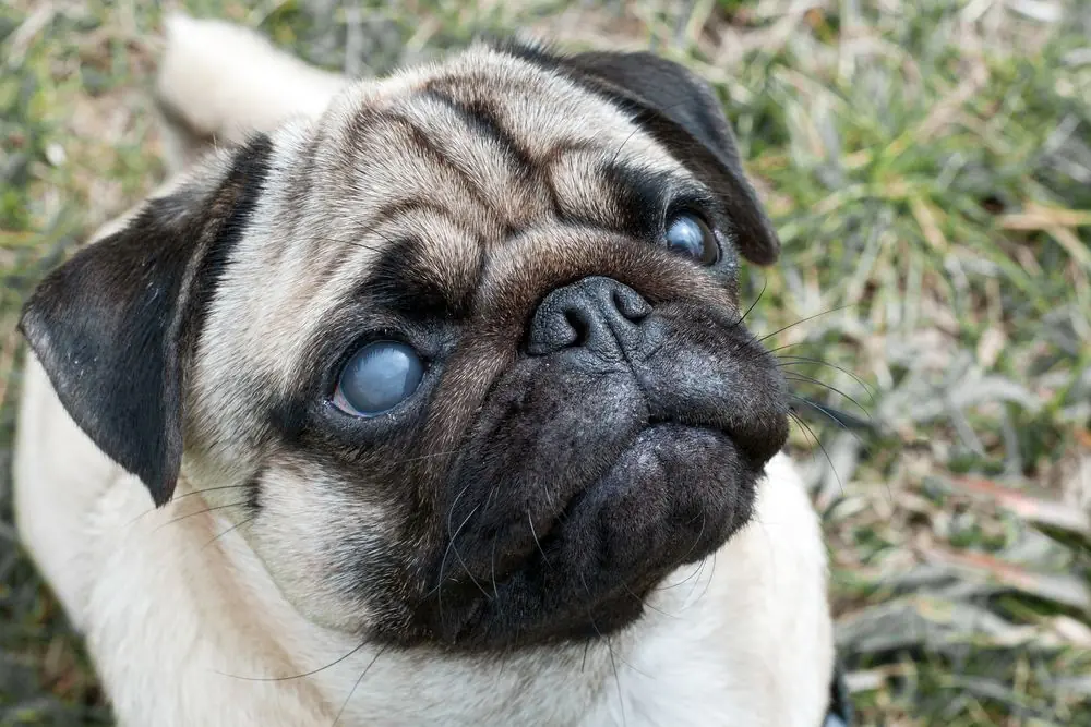 Portrait,Of,A,Pug,Dog,With,A,Blind,Eye