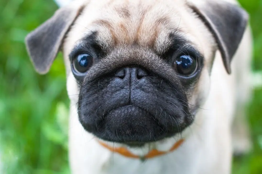 Colores y variaciones en el pelaje