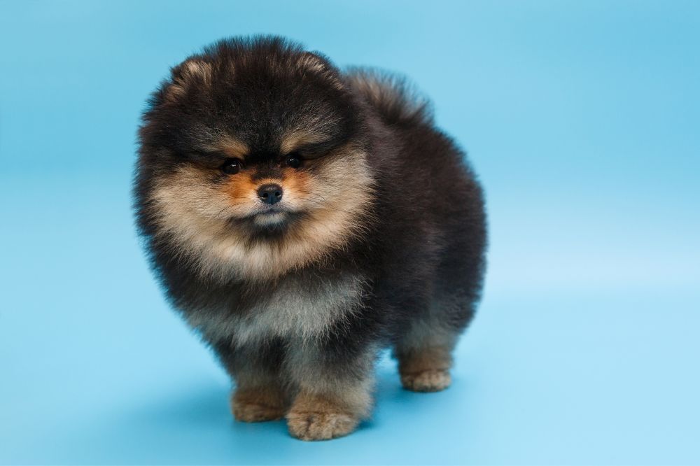 Como es el destete de los cachorros pomerania