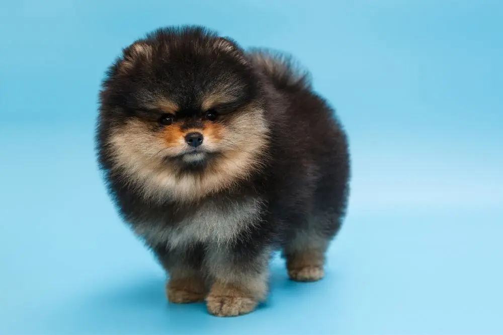 Como es el destete de los cachorros pomerania