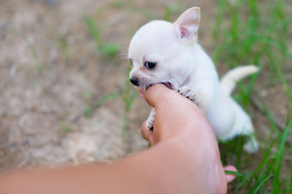 Cómo influye el entorno y la crianza en su temperamento