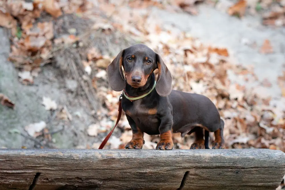 Autumn,Photoshoot,With,Mini,Dachshund,Puppy