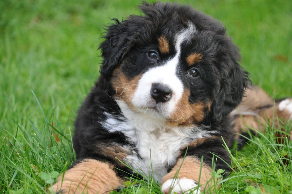Cómo puedo prevenir la displasia de cadera en mi cachorro Boyero de Berna
