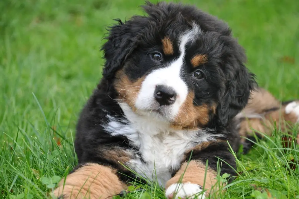 Cómo puedo prevenir la displasia de cadera en mi cachorro Boyero de Berna