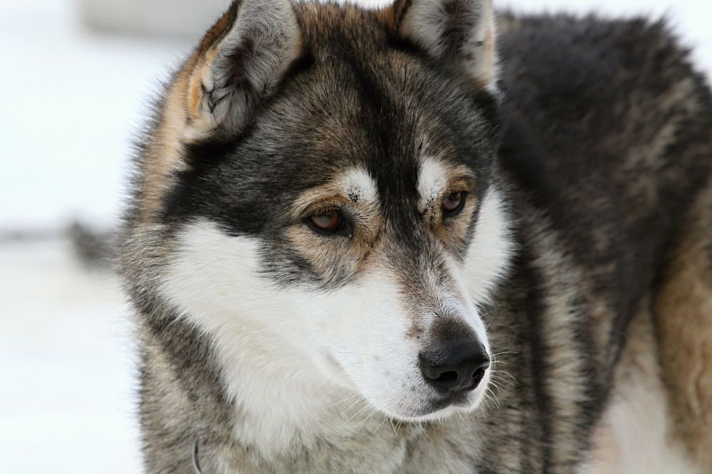 Conocido como el perro del hielo