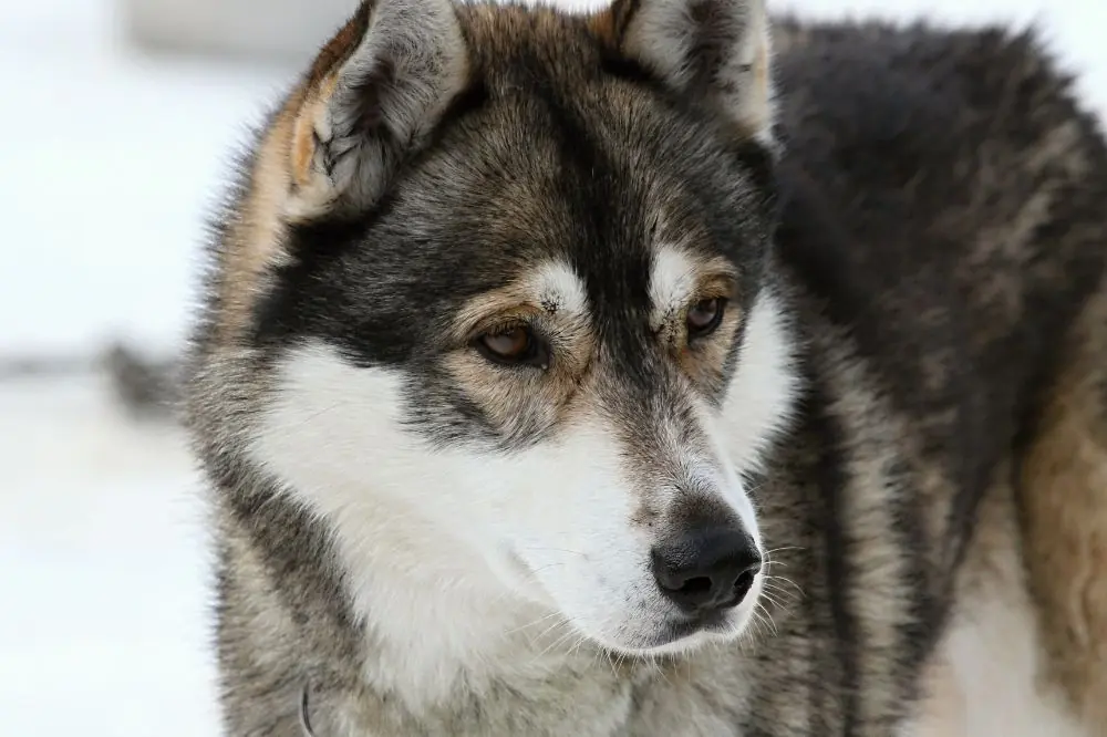 Conocido como el perro del hielo 