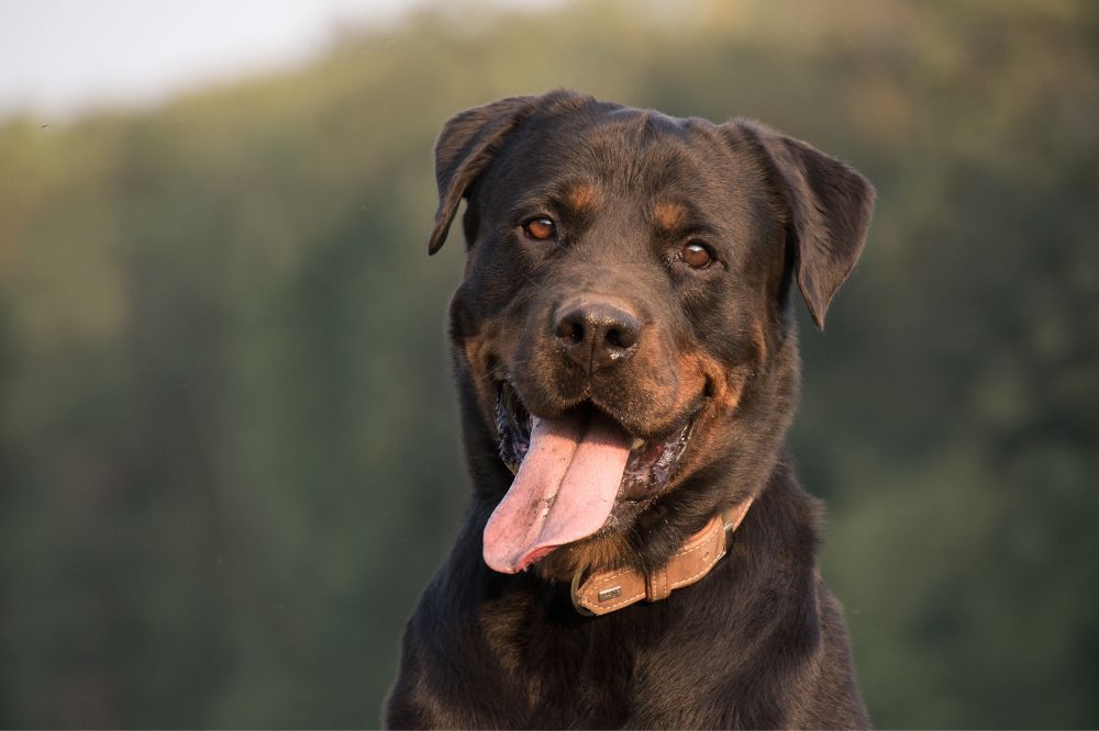 Consejos practicos para el dueno de un Rottweiler