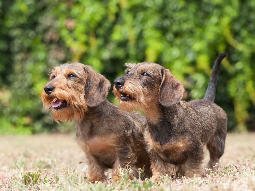 Portrait,Of,Two,Dogs,Breed,Wire haired,Dachshund