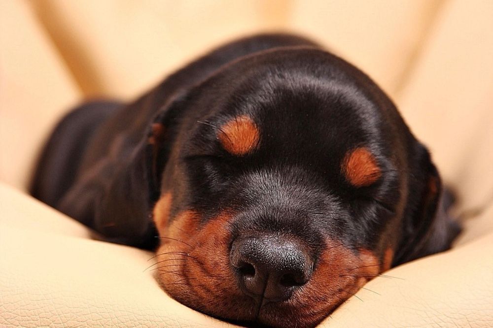 Crianza y socializacion del cachorro Doberman
