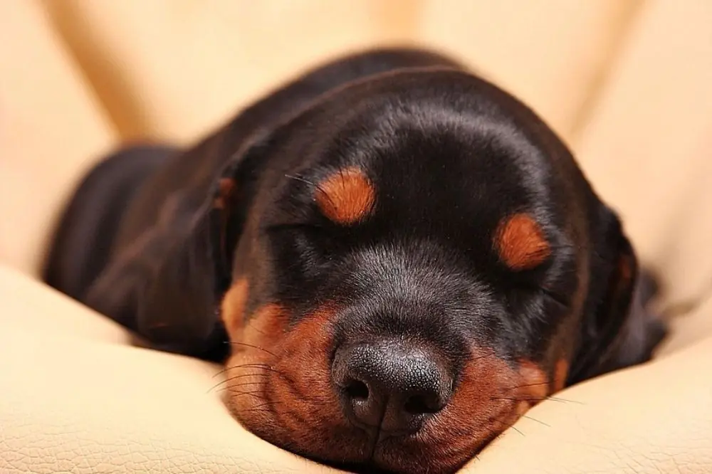 Crianza y socializacion del cachorro Doberman