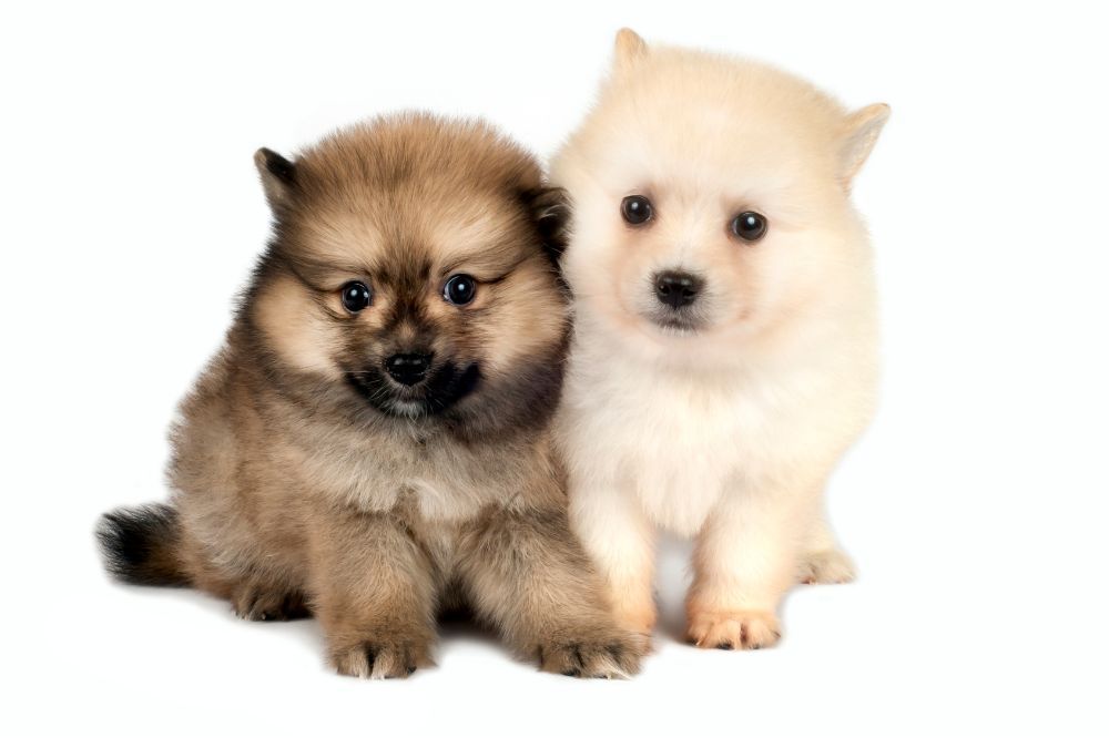 Crianza y socializacion del cachorro Pomerania