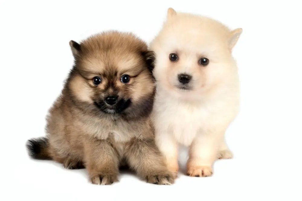 Crianza y socializacion del cachorro Pomerania