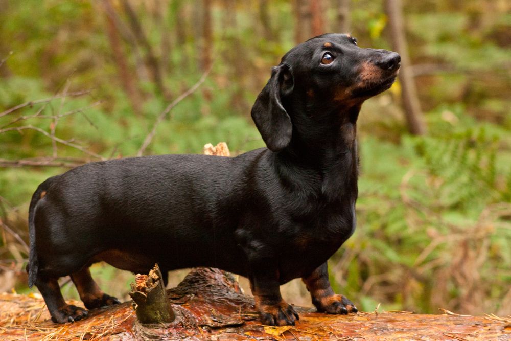 Miniature,Dachshund
