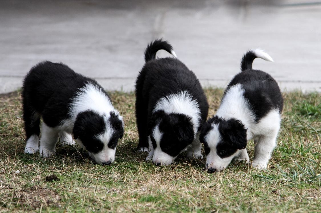 Cuidados esenciales para el cachorro Border Collie