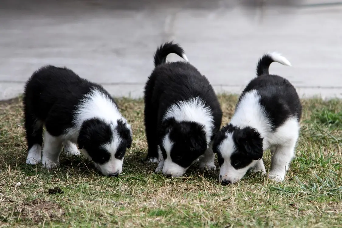 Cuidados esenciales para el cachorro Border Collie