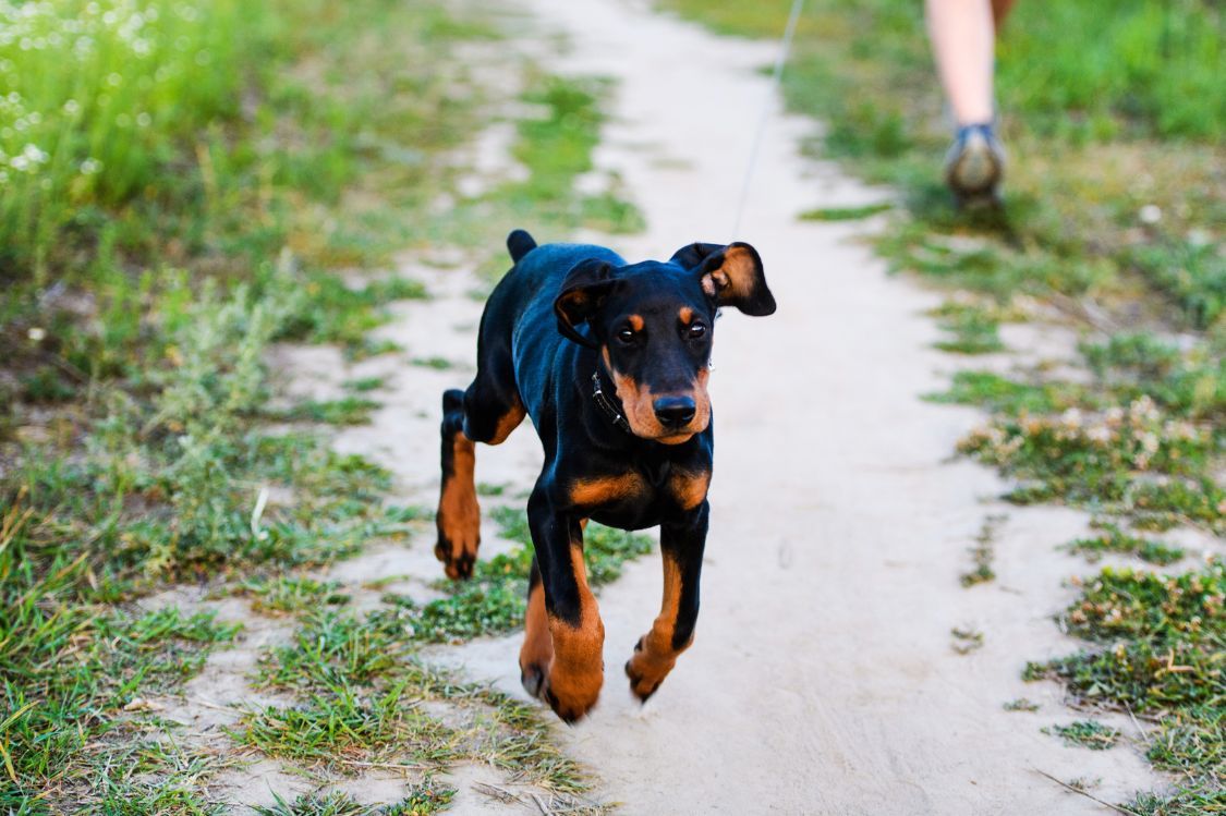 Cuidados esenciales para el cachorro Doberman