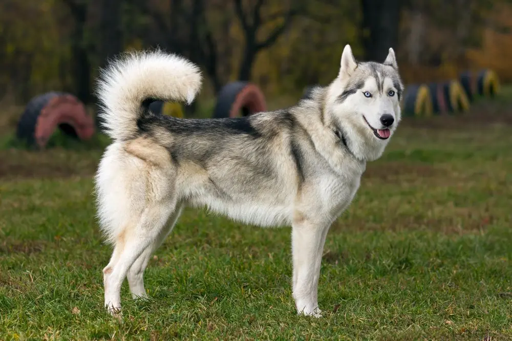 Cure essenziali per il Husky