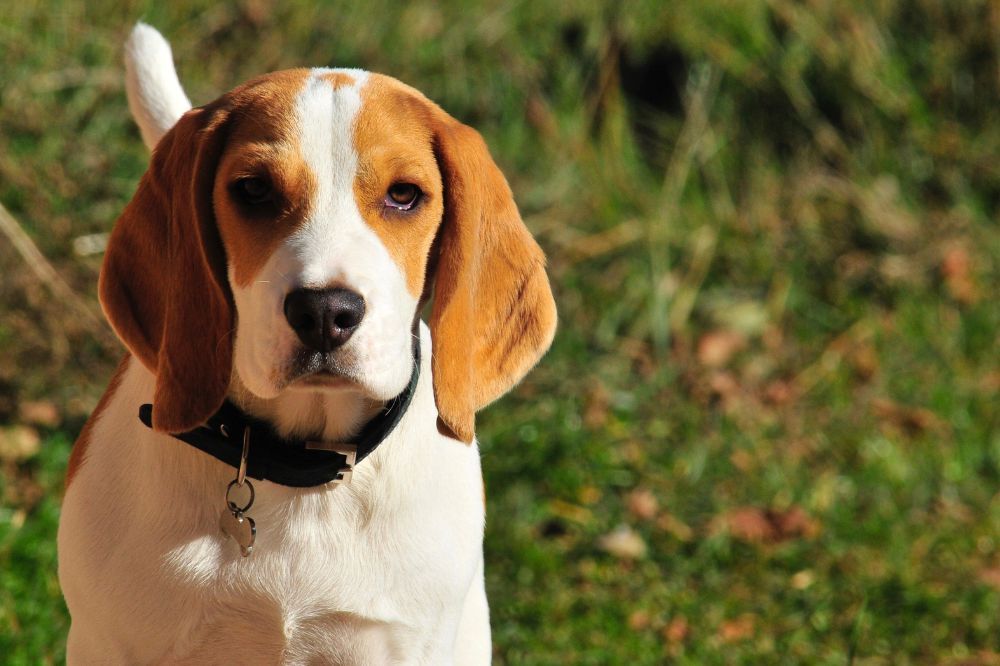 Curiosidades sobre los Beagles que te dejarán boquiabierto