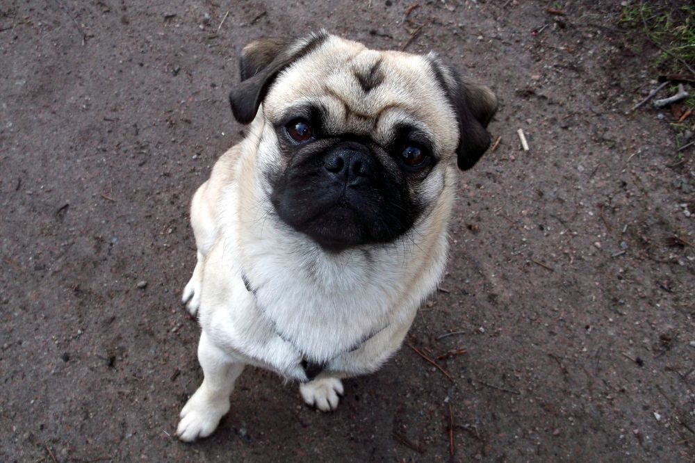 Curiosidades y datos interesantes de los Pug