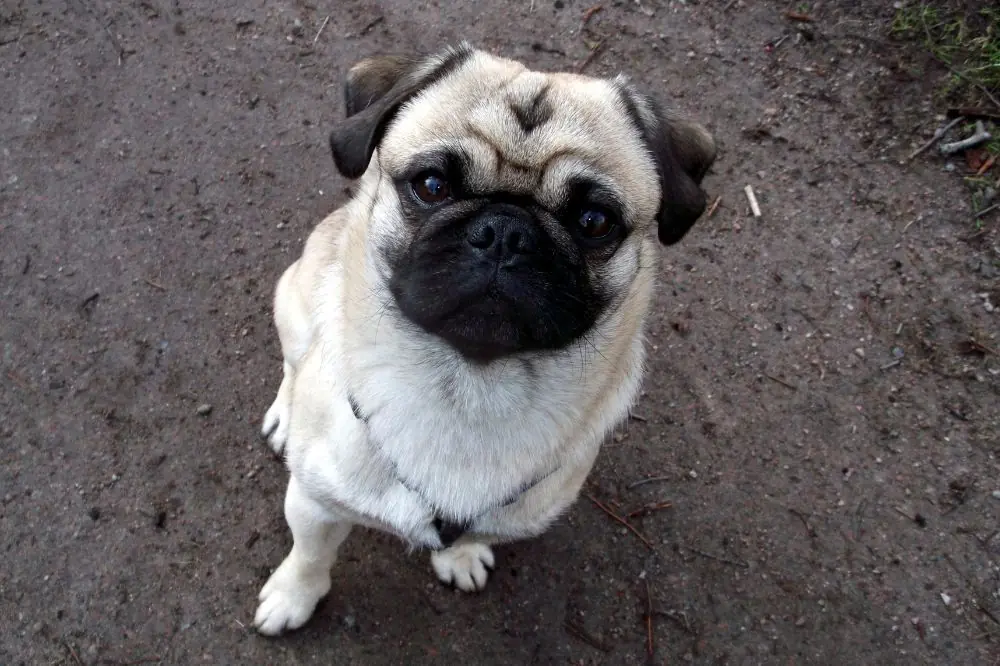 Curiosidades y datos interesantes de los Pug