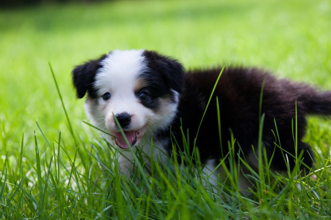 Curiosidades y datos interesantes de los cachorros Border Collie