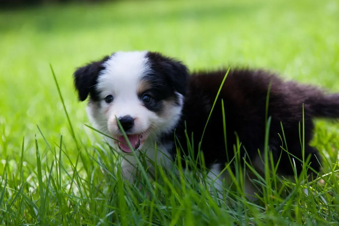 Curiosidades y datos interesantes de los cachorros Border Collie