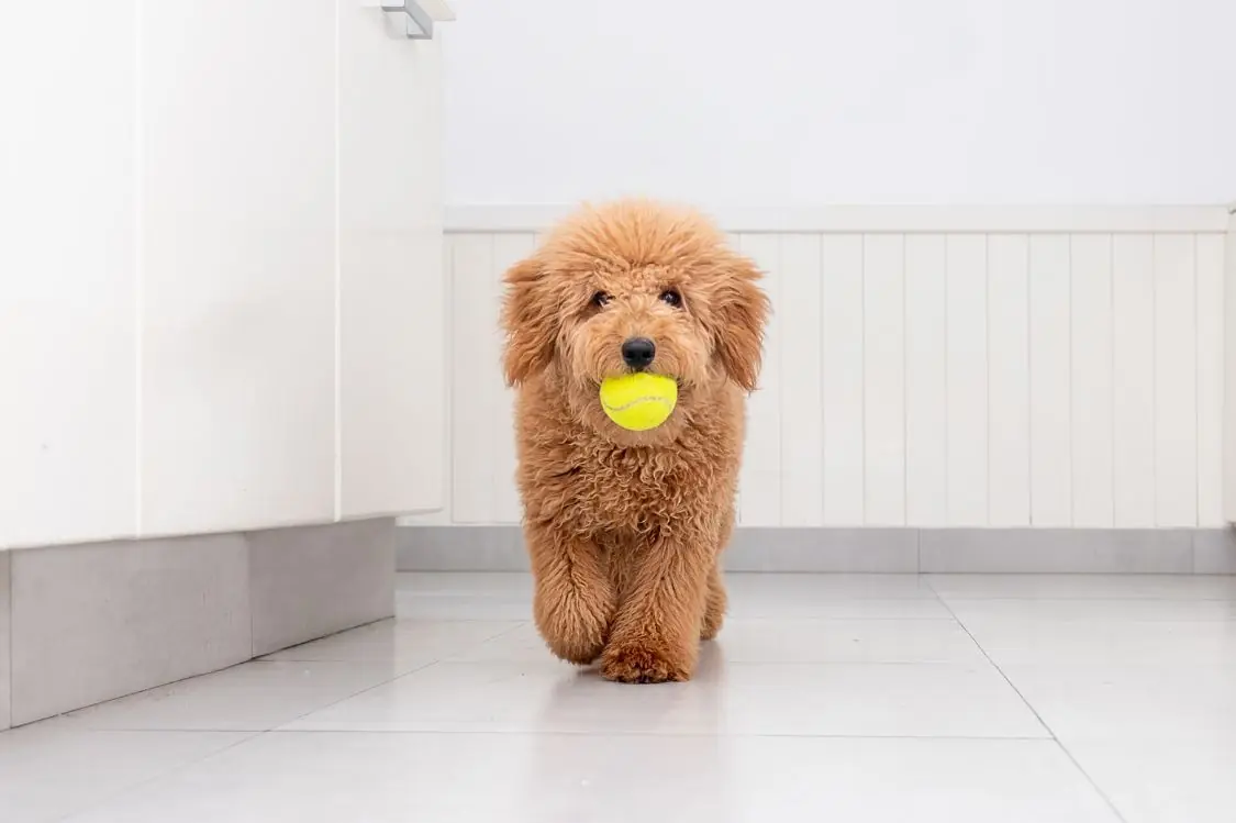 Curiosidades y datos interesantes de los cachorros Caniche
