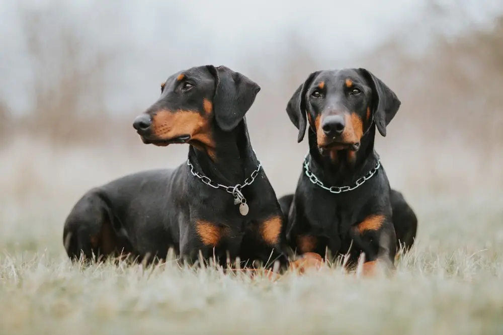 Curiosità e dati interessanti del Doberman