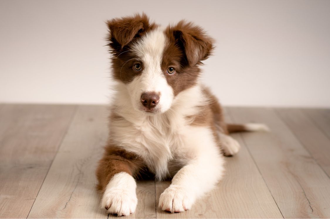Descripcion general cachorro Border Collie Tamano pelaje y apariencia