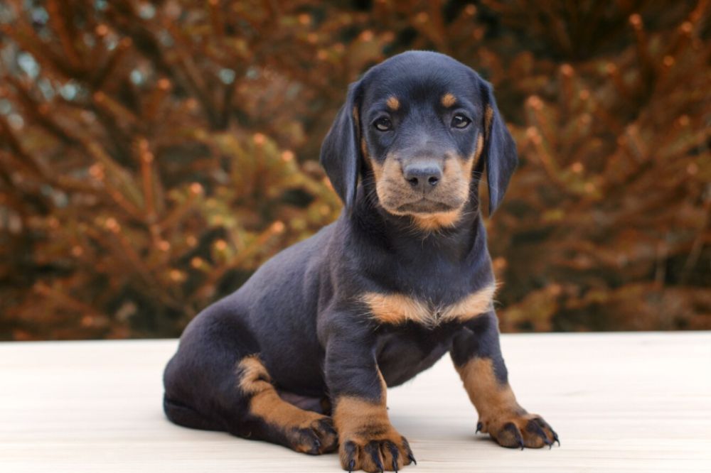 Descripcion general cachorro Doberman tamano pelaje y apariencia