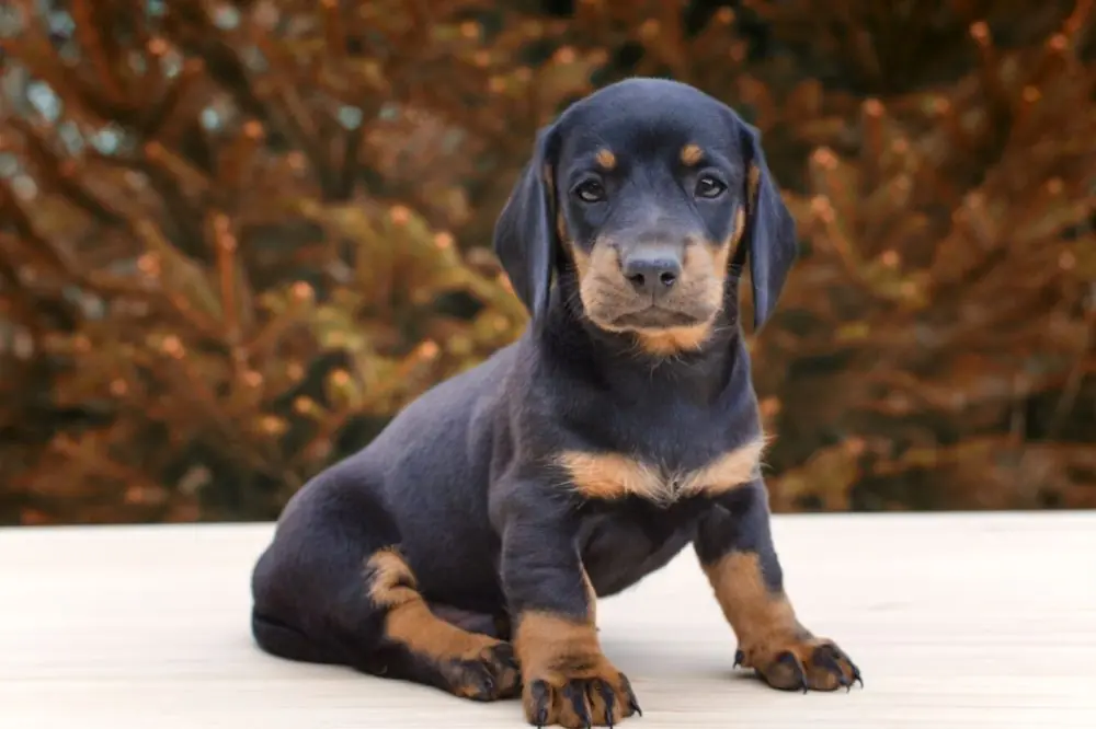 Descripcion general cachorro Doberman tamano pelaje y apariencia