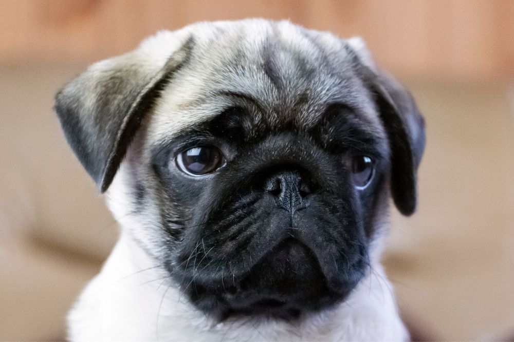 Descripcion general del Pug tamano pelaje y apariencia