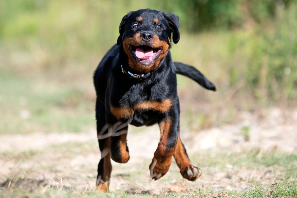 Descripcion general del Rottweiler tamano pelaje y apariencia