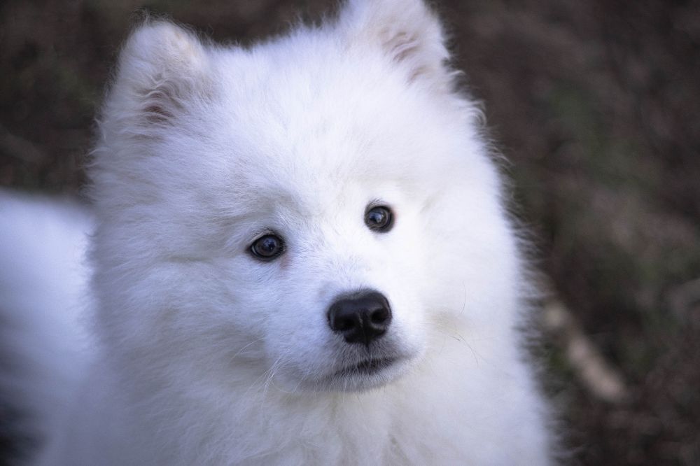 Descripción general del cachorro de Samoyedo tamaño pelaje y apariencia