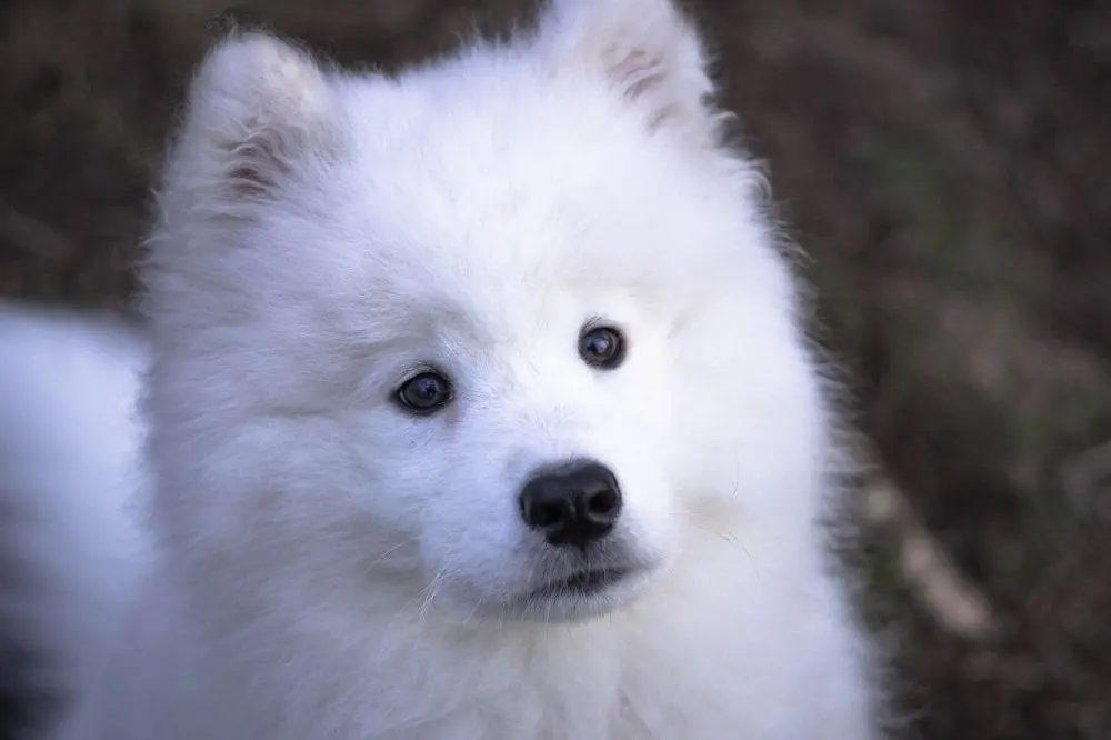 Descripción general del cachorro de Samoyedo tamaño pelaje y apariencia