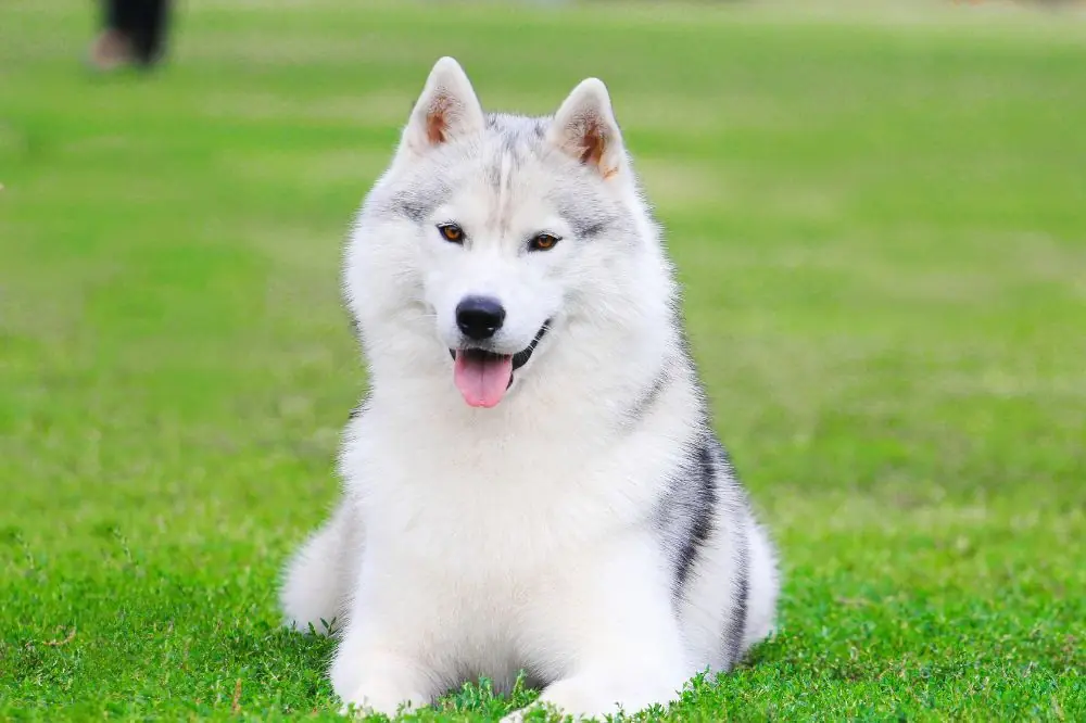 Descrizione generale el Husky dimensioni pelo e aspetto