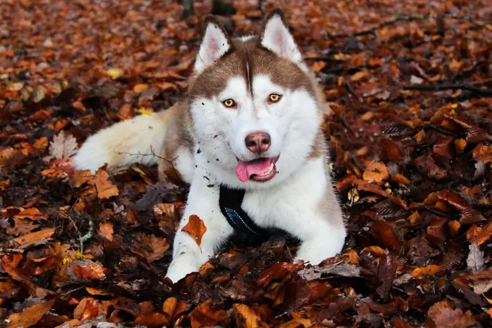 Destaca por su distintivo modo de comunicarse