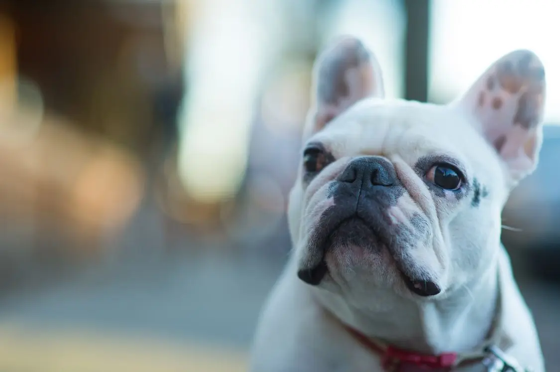 Diferencias entre el Bulldog Frances Blanco con Otros Frenchies