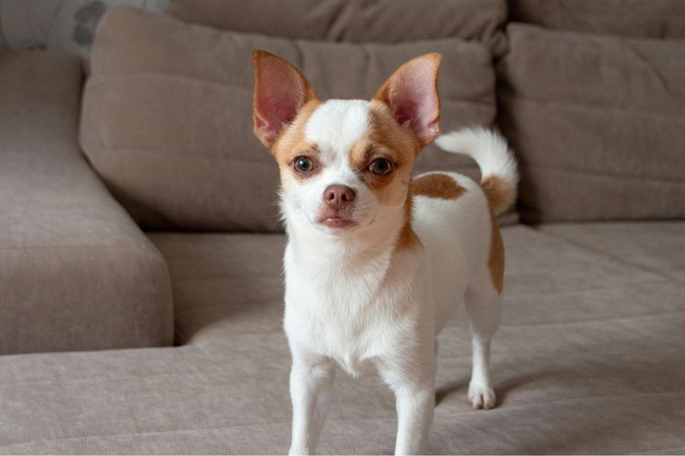 Diferencias entre el chihuahua de pelo corto y otras variedades